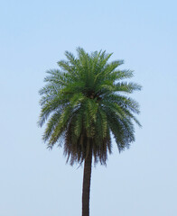 Tall palm tree against clear blue sky, symbolizing tropical paradise, summer vacation, travel destination, relaxation, and natural beauty. Perfect for use in tourism promotion, holiday brochures.
