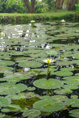 Lotus flower blooming on a tranquil pond, peaceful zen garden scene