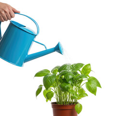 green watering can