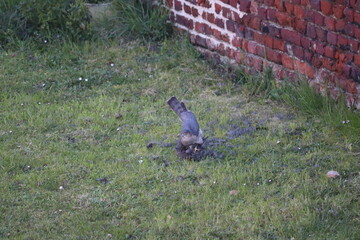 Scène de chasse dans la nature d'un Épervier d'Europe (Accipiter nisus). Petit rapace très...