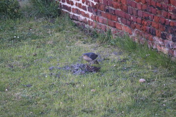 Scène de chasse dans la nature d'un Épervier d'Europe (Accipiter nisus). Petit rapace très agile, particulièrement adapté à la chasse dans les milieux boisés.