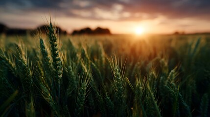 Golden hour sunset illuminates a vibrant green wheat field showcasing lush stalks and sun flares