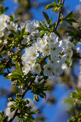 Blossoming white flowers illuminate a clear blue sky during springtime in a tranquil garden setting