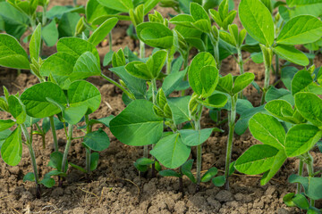 Young soybean plants growing in a field, showcasing vibrant green leaves on rich brown soil during springtime cultivation