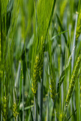 Green barley fields swaying gently in the wind under bright sunlight in springtime