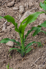 An industrial field of corn sprouts growing in black soil. Corn grow in beautiful rows at sunset. Agricultural landscape