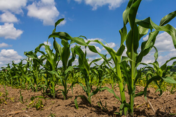 An industrial field of corn sprouts growing in black soil. Corn grow in beautiful rows at sunset. Agricultural landscape