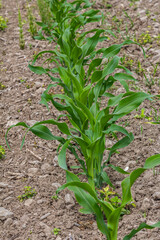 An industrial field of corn sprouts growing in black soil. Corn grow in beautiful rows at sunset. Agricultural landscape