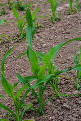 An industrial field of corn sprouts growing in black soil. Corn grow in beautiful rows at sunset. Agricultural landscape