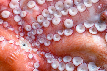 The texture of the wet skin of a large octopus. Bright abstract background.