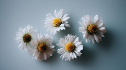 Fototapeta premium Elegant flat lay of five white daisies arranged in a circular pattern on a soft gray background with ample copy space, minimalistic and fresh floral composition for serene and natural themes