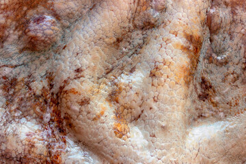 The texture of the wet skin of a large octopus. Bright abstract background.