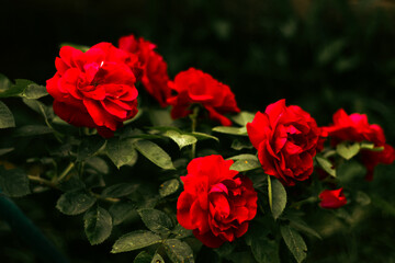 Bush of red roses in full bloom with lush green leaves in garden