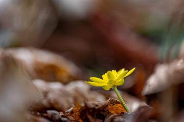 Lesser celandine (ficaria verna) emerging through dry autumn leaves