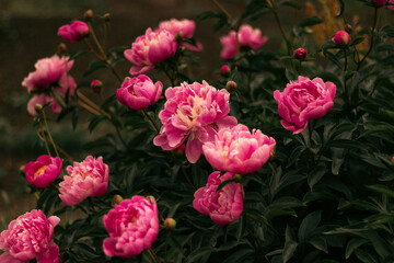 Bush of pink peonies blooming with rich green foliage