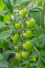 Growing green tomatoes on a sunny day in a home garden during summer