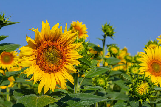 Field of sunflowers blooming under a clear blue sky during late summer with vibrant colors and lush greenery surrounding them