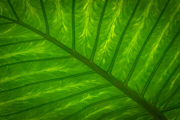 Detailed bright green tropical leaf texture closeup with vibrant color pattern and vein structure