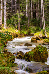 stream in the forest