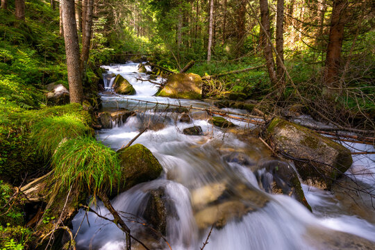 stream in the forest
