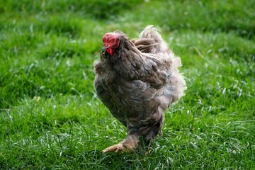 A striking chicken with gray and brown feathers confidently walks through a lush green pasture. This image embodies rural life, ideal for farming, poultry, and natural living themes.