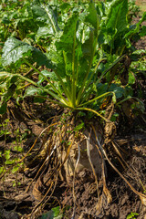 Fodder beet is a highly digestible feed with a beneficial effect on the health of animals. It has no special requirements for soil and climate when growing