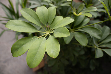 Macro view of schefflera leaves with natural green tones. Detailed foliage structure under soft light. Suitable for ecommerce, social media, banner, print, or mockup background.
