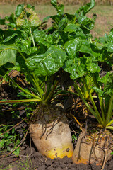 Fodder beet is a highly digestible feed with a beneficial effect on the health of animals. It has no special requirements for soil and climate when growing