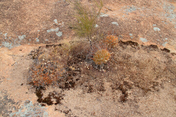 landscape at wave rock in hyden in western australia 