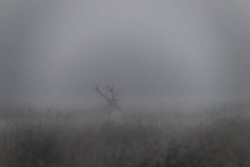 Rothirsch in der Brunft