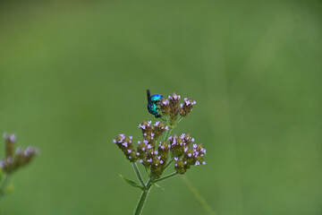 アレチハナガサの蜜を吸いながら飛び回るオオセイボウ