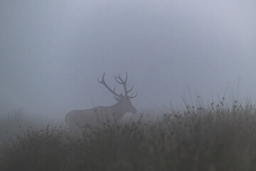 Rothirsch in der Brunft