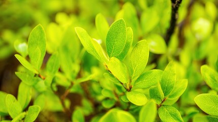 blueberry. Close-up of lush green blueberry leaves with vibrant natural tones and a softly blurred background. gardening catalogs