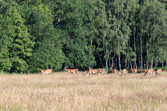 Kolbenhirsche auf der Wiese