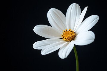 Stunning white daisy with vibrant yellow center blooms beautifully against a dark background