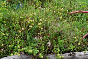 A close-up of a cranberry bog, with the dense green foliage covered in an abundance of small, unripe green berries