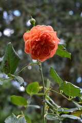 A perfect, multi-layered rose in a lovely shade of peach, blooming gracefully on a thorny stem in a summer garden