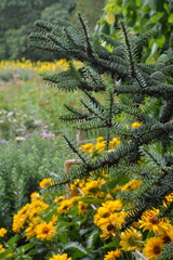 A selective focus close-up on the intricate needles of a fir tree branch, with a blurry field of yellow flowers in the background
