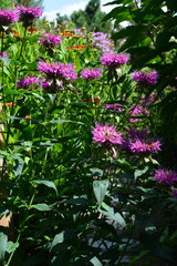 A sunlit patch of vibrant purple Bee Balm (Monarda) flowers, with their unique, spiky blossoms, in a summer garden