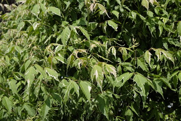 Acer negundo 'Flamingo' – Ahorn