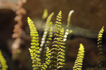 Planta verte con luz natural
