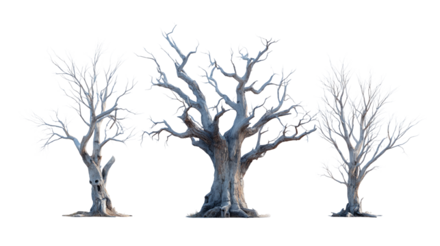 Group of 3 haunted trees, isolated on transparent background 