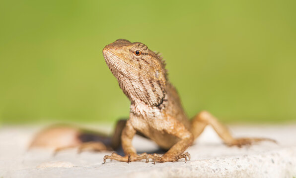 Close-up portrait of an Oriental Garden Lizard (Calotes versicolor) on a wall, Thailand