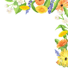 Top right corner of marigold, lavender, dandelion and jasmine. Herbal garden clipart. Floral decoration. Hand-drawn watercolor illustration for greeting cards, covers, invitation, menu design