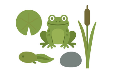 Adorable green frog, developing tadpole, floating lily pad, slender cattail, and smooth gray rock elements for natural pond life designs