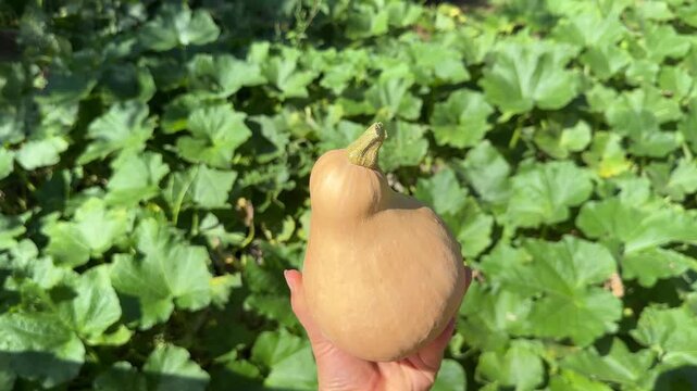 Fresh Garden Squash Held in Hand &ndash; Seasonal Harvest and Organic Farming Concept.