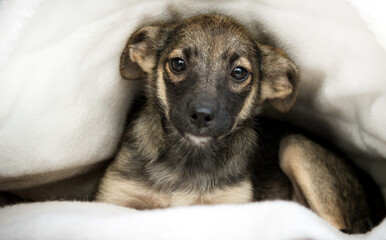 A cute puppy is cold and warming up under a warm blanket