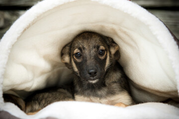 A cute puppy is cold and warming up under a warm blanket