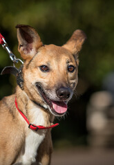 the cheerful face of a red dog is smiling