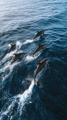 Group of dolphins playfully chasing each other